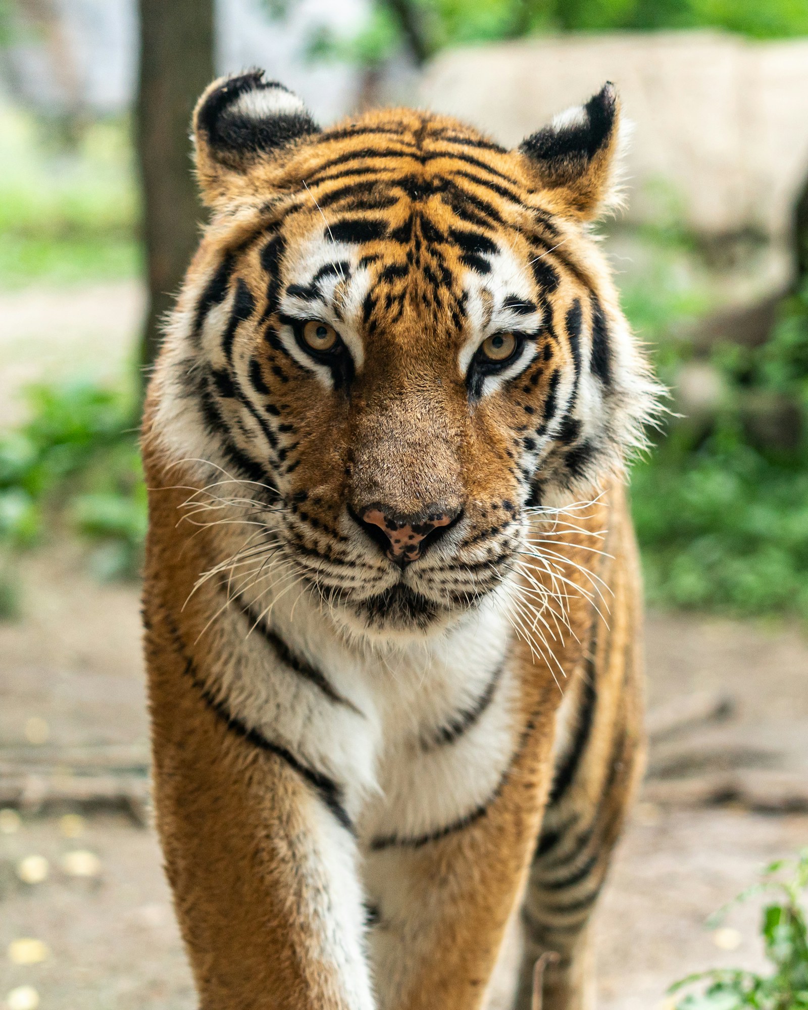 Tigre de Bengala en Bandhavgarh / rinoceronte en Kaziranga